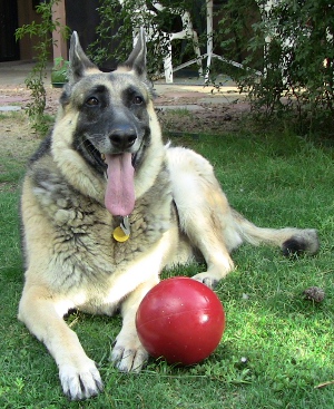 dog with jolly ball