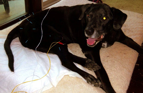 dog receiving acupuncture