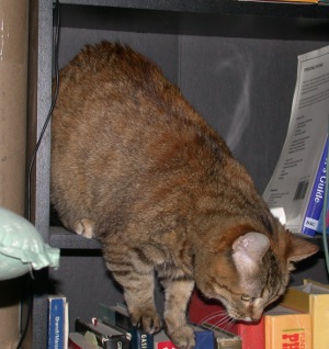 cat on shelf