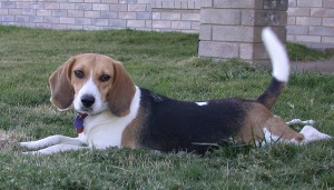 young dog on grass